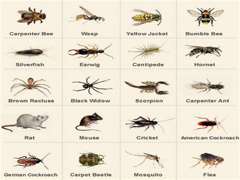 Common House Bugs Identification