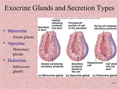 Histology: Tissues