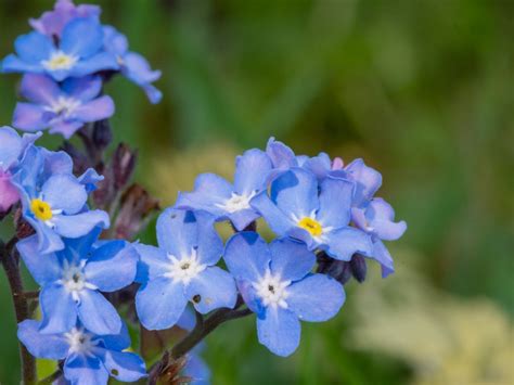 Forget-Me-Not Flowers - How To Grow Forget-Me-Nots