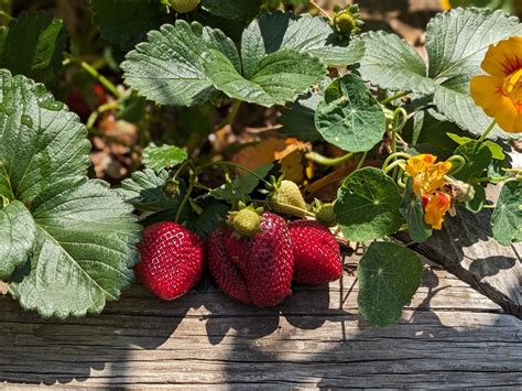 A Berry Berry Good Garden | Sage's Acre