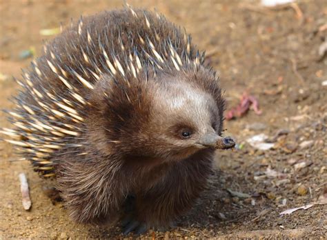 This is an echidna. It’s an egg-laying mammal that lives in Australia ...