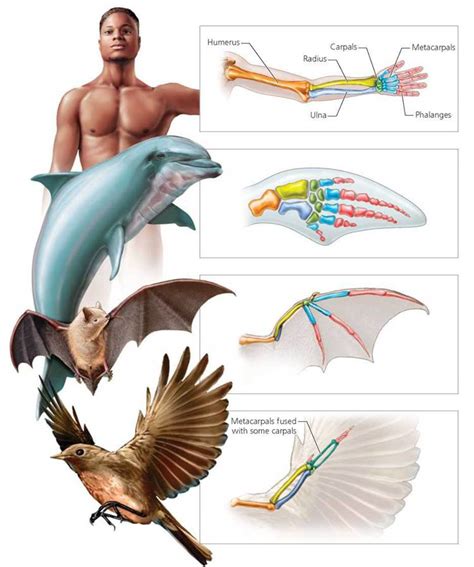 Evolution and Our Heritage - Biology of Humans