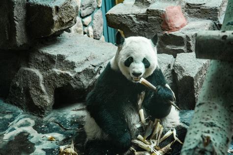 Animal World Giant Panda Eating In Zoo During Daytime Photography With Pictures Photo Background ...