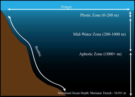 Oceans: Facts & Information - Video & Lesson Transcript | Study.com