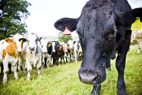 Free Images : field, farm, meadow, rural, herd, pasture, grazing ...