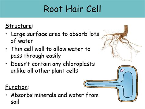 Red blood cells Red Blood Cells Structure: Large surface area - ppt ...