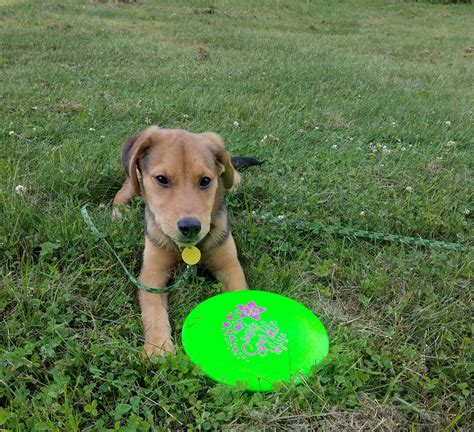 Disc Golf With Your Dog! | Disc Dogs | Frisbee Golf Dog | Dog Disc