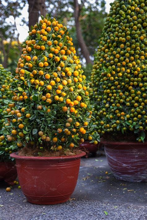 Tet kumquat trees vietnam featuring asia, asian, and beautiful | Garden ...