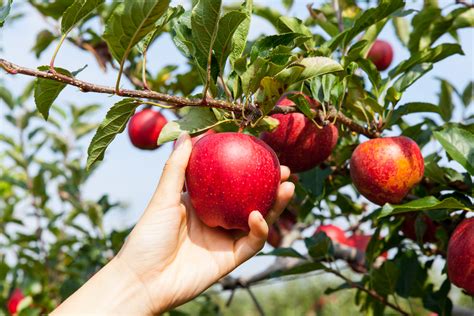 Rovigo, nei campi mancano 300 operai agricoli per raccogliere la frutta ...