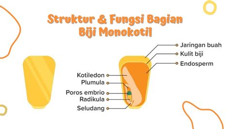 Struktur Biji Monokotil dan Fungsinya, Materi Biologi Tentang Tumbuhan ...