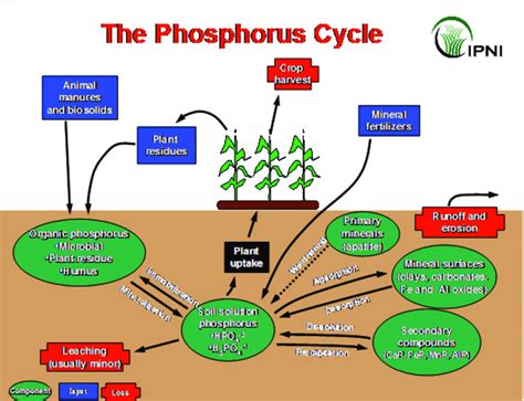 The Phosphorus Cycle (Courtesy International Plant Nutrition Institute ...