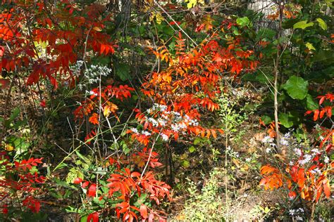 fall color | fall color Shawnee National Forest Illinois | alan berning ...