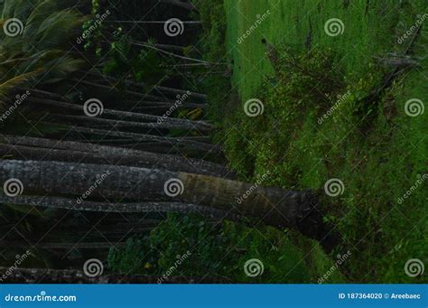 Coconut Farm in Kerala Village Stock Photo - Image of sunlight ...