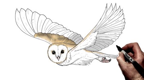 Flying Barn Owl Drawing