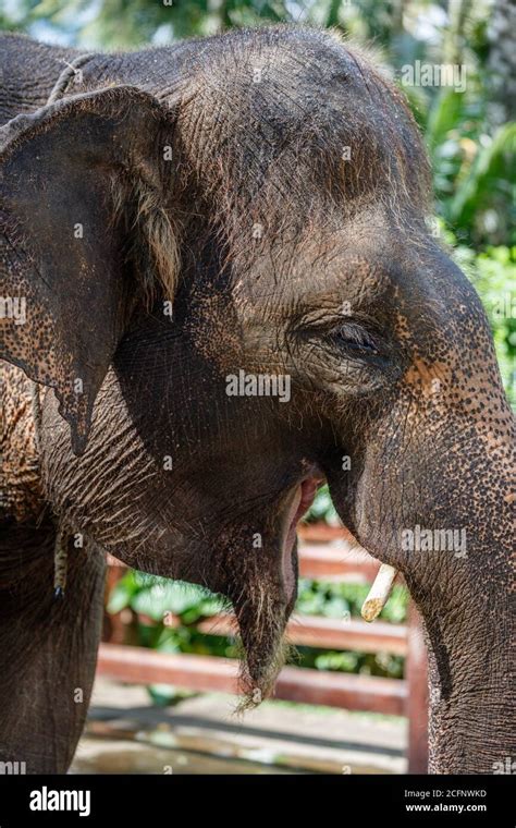 Critically endangered Sumatran elephant. Bali, Indonesia Stock Photo ...