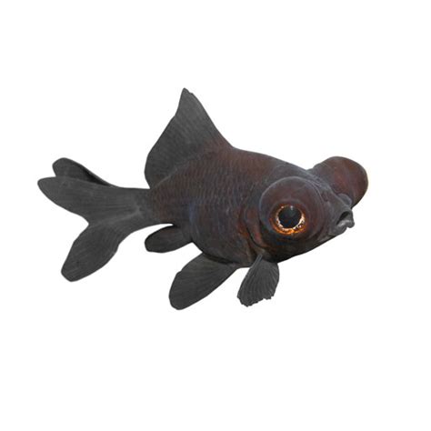 Black Moor Goldfish; Care Guide, Lifespan, and More | The Goldfish Tank