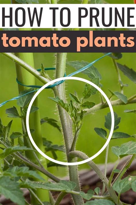 How To Prune Tomato Plants - A Simple, Straightforward Guide