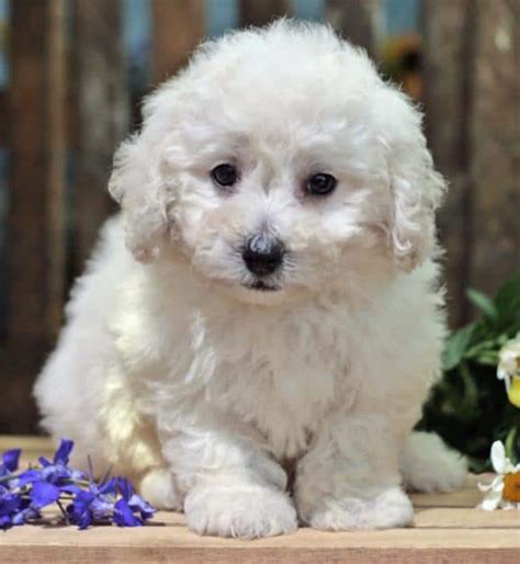 Bichon Frise Training Tips 101 - Sharda'sDog World