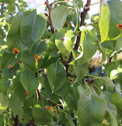 Pear Tree Brown Spots On Leaves - Infoupdate.org