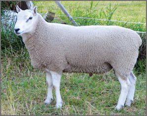 Border Cheviot Sheep | Canadian Co-operative Wool Growers Limited