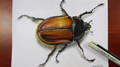 Art, Painting, Drawing, Tips and Tutorials: Drawing a Realistic Beetle