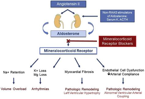 Aldosterone Receptor Blockade in Heart Failure with Preserved Ejection ...