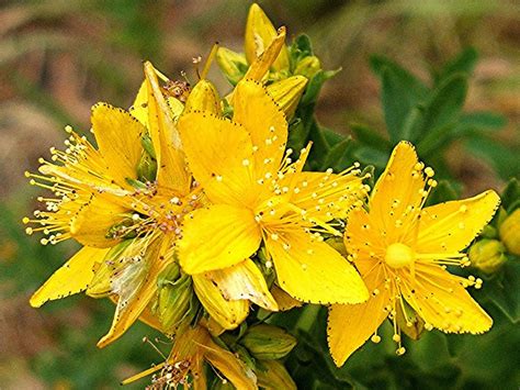 HYPERICUM PERFOLIATUM COMO REMÉDIO HOMEOPÁTICO - USO,POTENCIAS DE DOSES ...