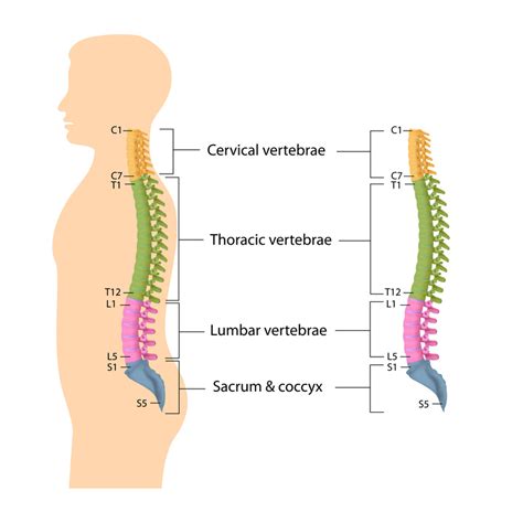 Back Bones Anatomy - Prince Carson