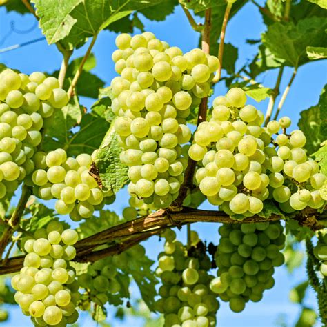 Sultana Seedless Grape - Just Berry Plants