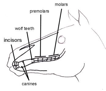 Basic Horse Anatomy for Equine Owners