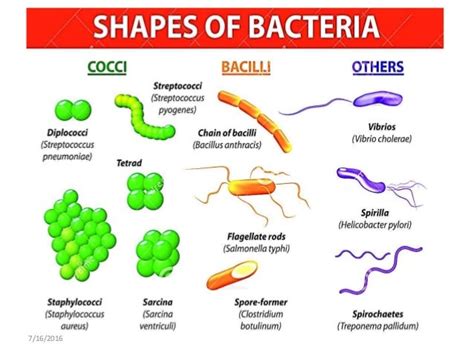 Morphology Of Bacteria