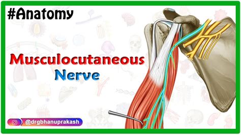 Musculocutaneous Nerve Anatomy Usmle Step Origin Course | The Best Porn ...