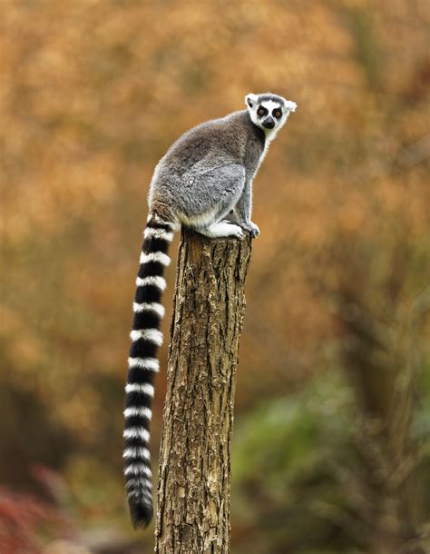 #animal #lemur #lizard #ring #tailed #gray ring tailed gray leemur ...