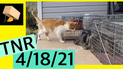 Trapping feral cats TNR Trap neuter return WV 4/18/21 - YouTube