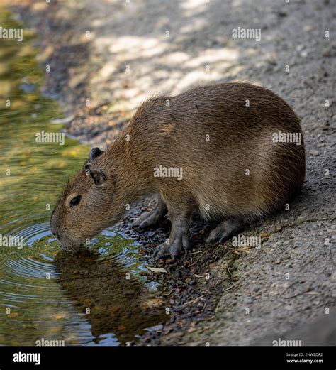 Vertical shot of a capybara drinking water Stock Photo - Alamy