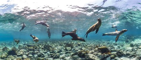 Galapagos Islands Expedition Cruise | Adventures by Disney