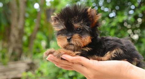 Teacup Yorkie – The World’s Smallest Dog - Savory Prime Pet Treats