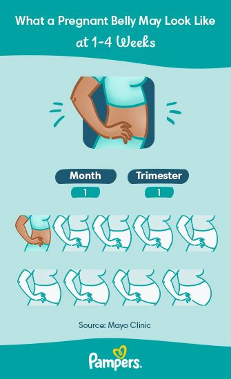 Early Pregnancy Stages