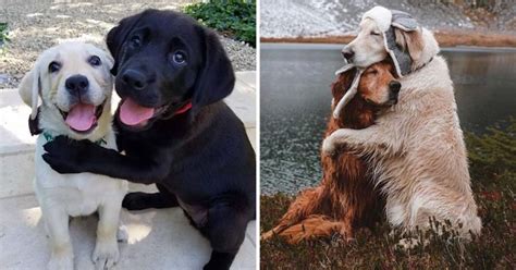 10+ Heartwarming Pics Of Dogs Hugging Their Soulmates