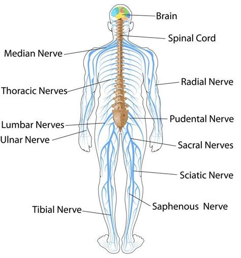 Blank Central Nervous System Diagram : Anatomy of the Nervous System ...