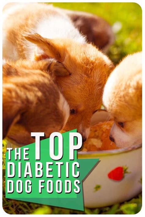 Diabetic Dog Food – What’s the Best Choice for Your Pet?