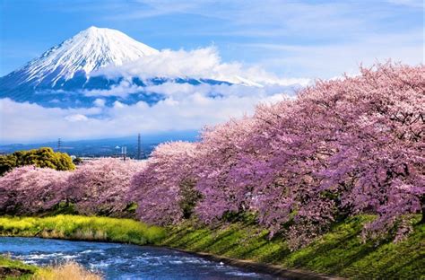 Japan Mount Fuji Cherry Blossom