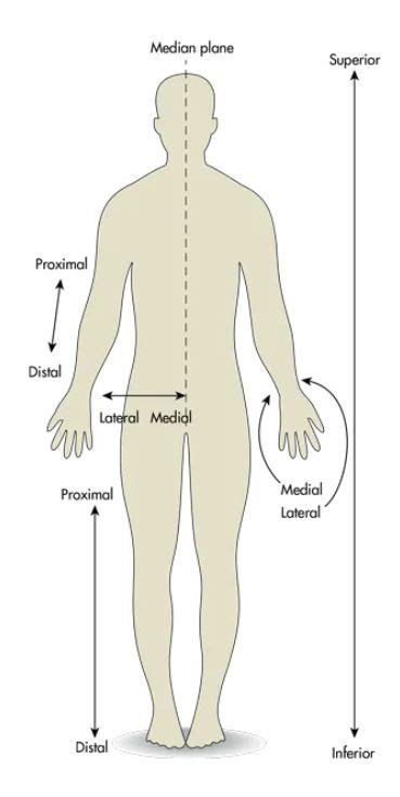 Anatomical positioning // medial vs lateral // proximal vs distal ...