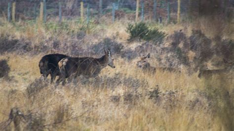 Spotting Wild Deer Walking Around Chasewater Country Park