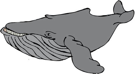 Humpback Whale Clipart