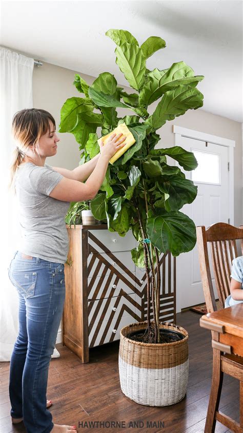 How to Care for a Fiddle Leaf Fig Tree – HAWTHORNE AND MAIN