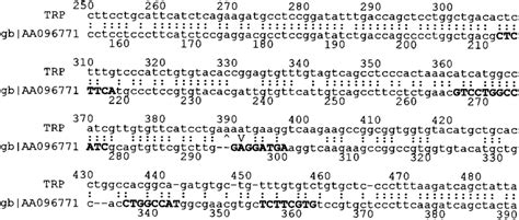 FASTA alignment (shown partially) of EST sequence gb|AA096771 with cDNA ...