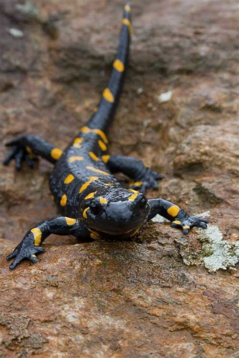 Fire Salamander Facts For Kids & Adults: Pictures, Information & Video