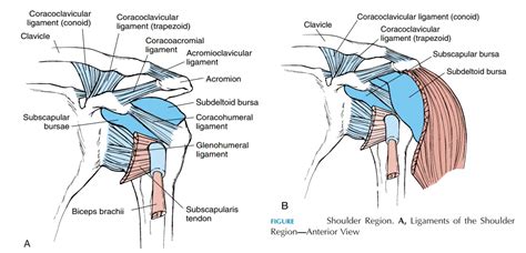 Glenohumeral Joint