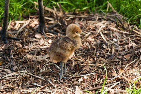 Baby Birdorable: Super Cute Wattled Crane Baby Photos